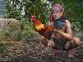 rooster breeder cambodia 